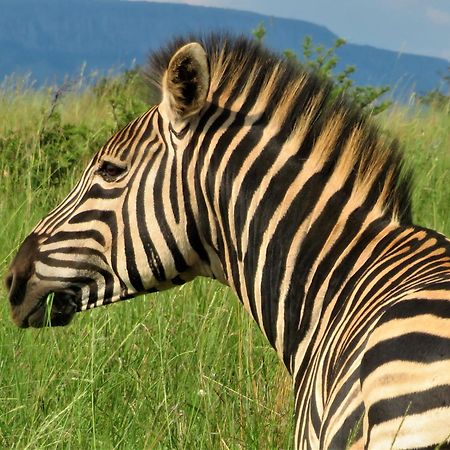 African Hills Safari Lodge & Spa Magaliesburg Luaran gambar
