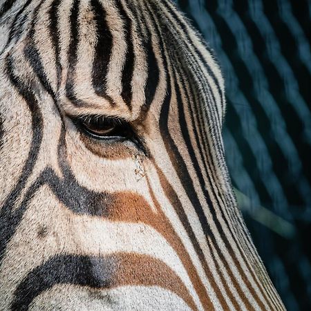 African Hills Safari Lodge & Spa Magaliesburg Luaran gambar