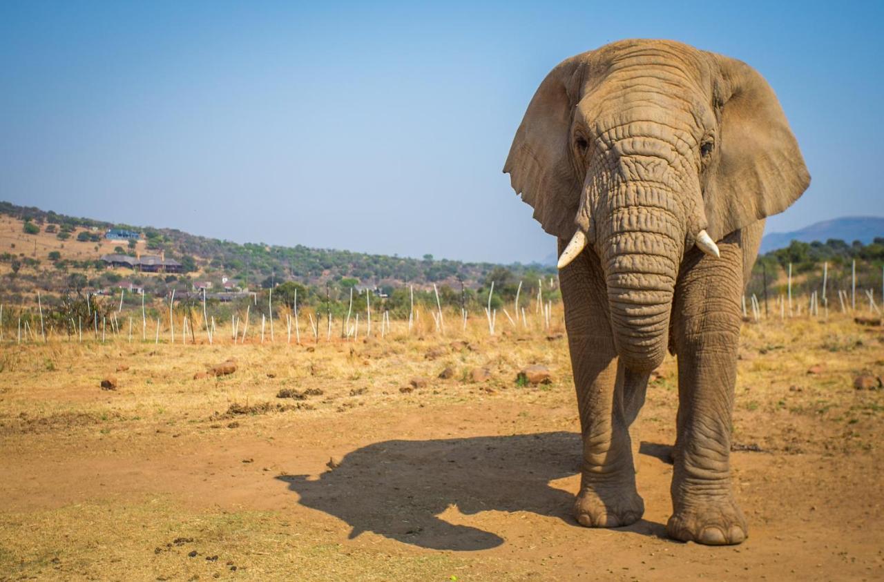African Hills Safari Lodge & Spa Magaliesburg Luaran gambar