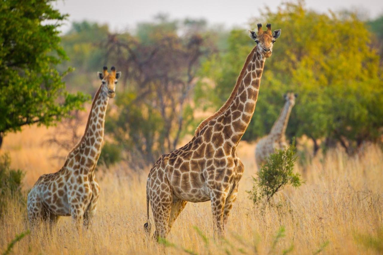 African Hills Safari Lodge & Spa Magaliesburg Luaran gambar