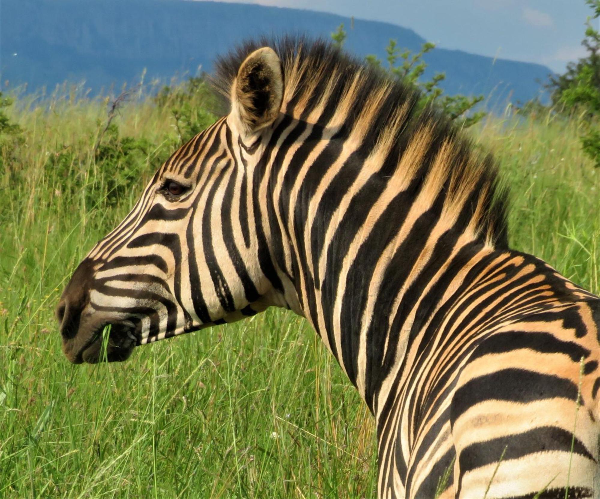 African Hills Safari Lodge & Spa Magaliesburg Luaran gambar