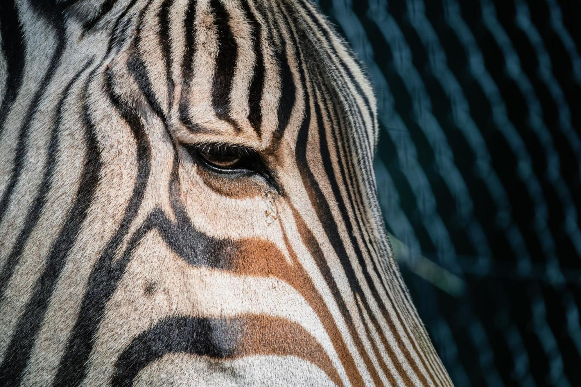 African Hills Safari Lodge & Spa Magaliesburg Luaran gambar