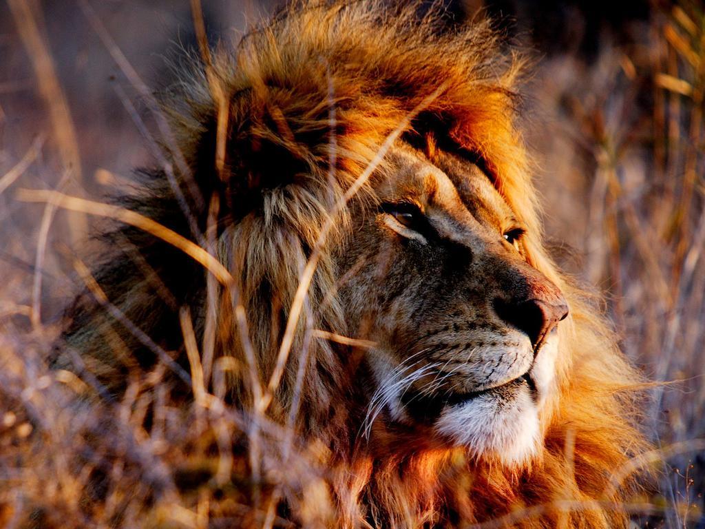 African Hills Safari Lodge & Spa Magaliesburg Luaran gambar