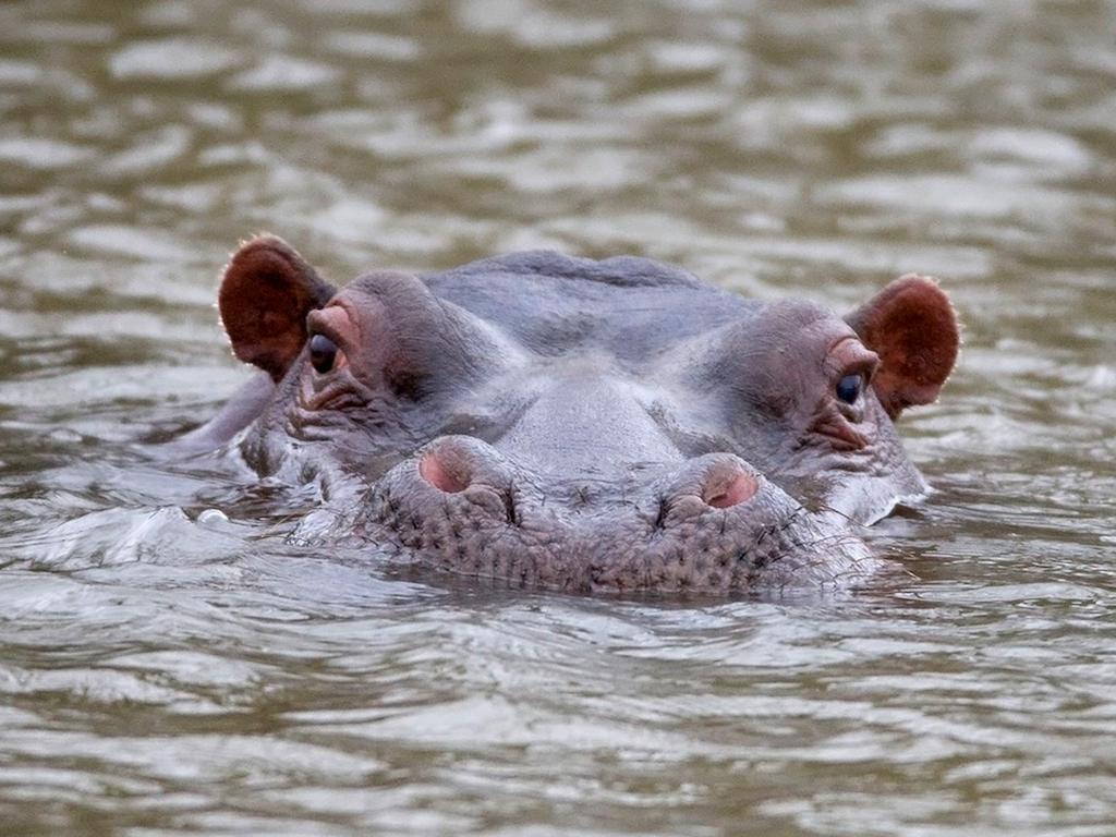 African Hills Safari Lodge & Spa Magaliesburg Luaran gambar